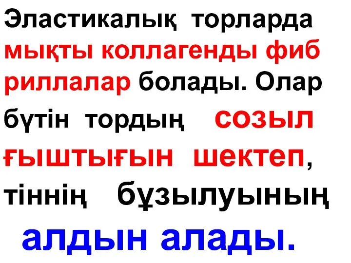 Эластикалық торларда мықты коллагенды фиб риллалар болады. Олар бүтін тордың созыл