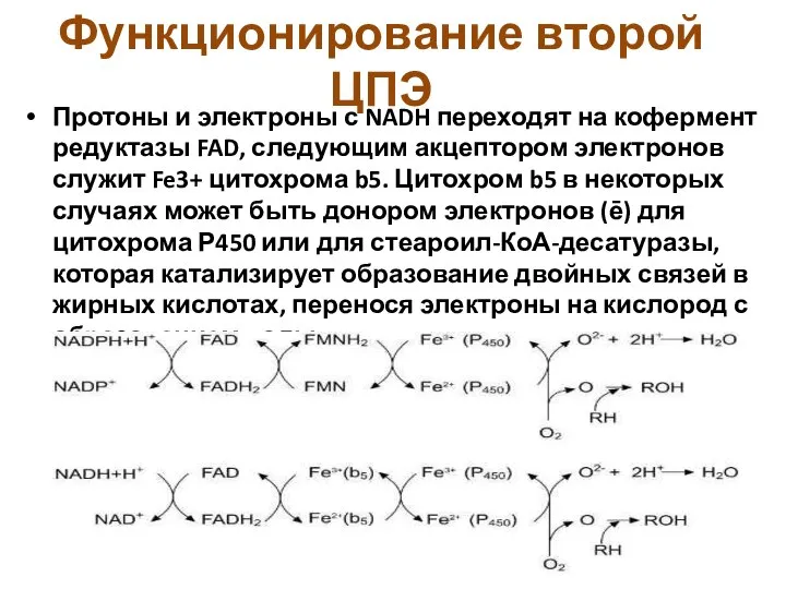 Функционирование второй ЦПЭ Протоны и электроны с NADH переходят на кофермент