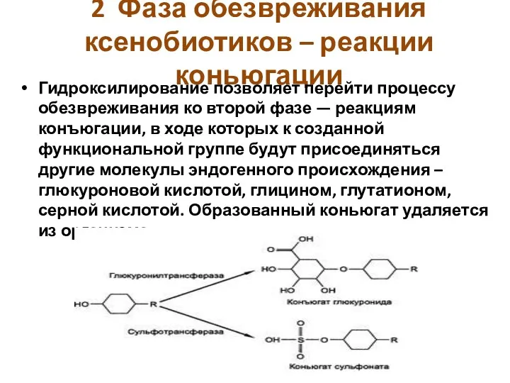 2 Фаза обезвреживания ксенобиотиков – реакции коньюгации Гидроксилирование позволяет перейти процессу