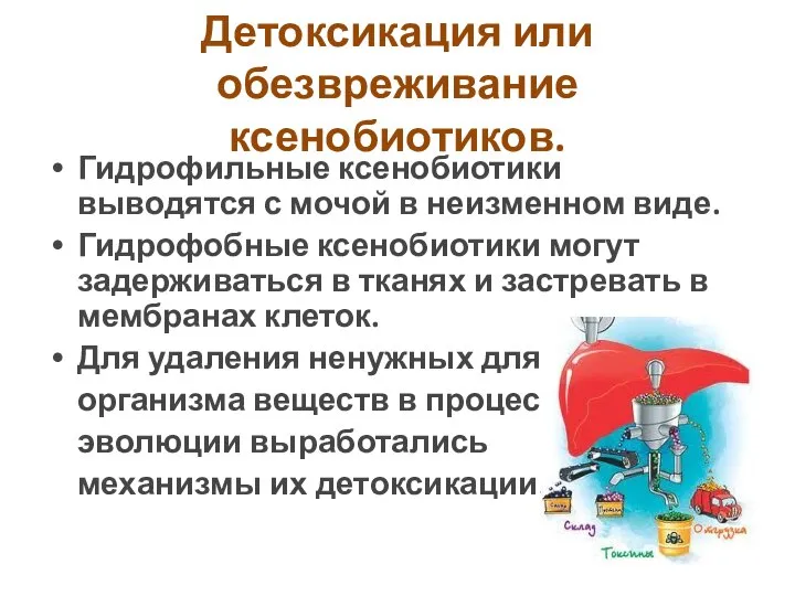 Детоксикация или обезвреживание ксенобиотиков. Гидрофильные ксенобиотики выводятся с мочой в неизменном