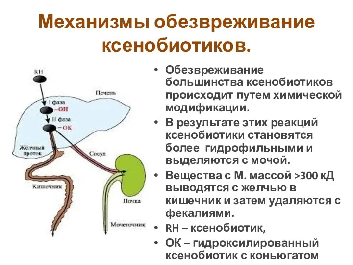 Механизмы обезвреживание ксенобиотиков. Обезвреживание большинства ксенобиотиков происходит путем химической модификации. В