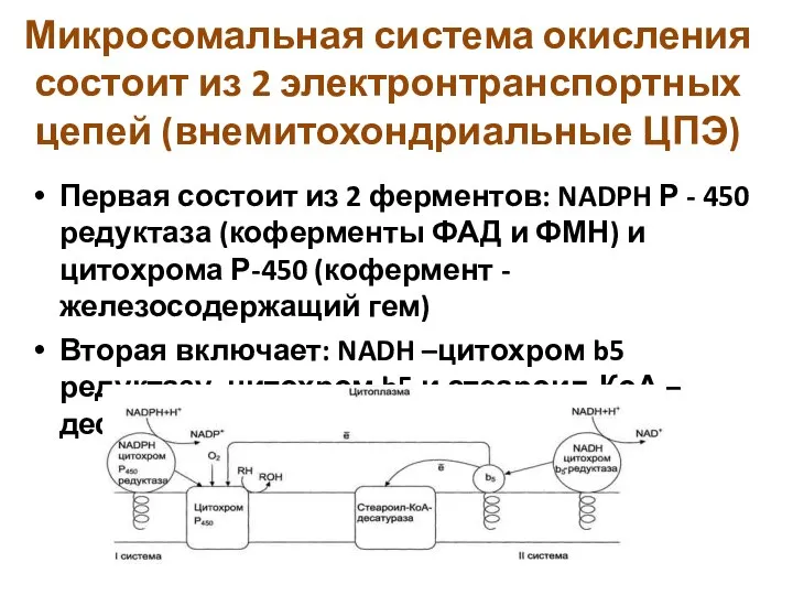 Микросомальная система окисления состоит из 2 электронтранспортных цепей (внемитохондриальные ЦПЭ) Первая