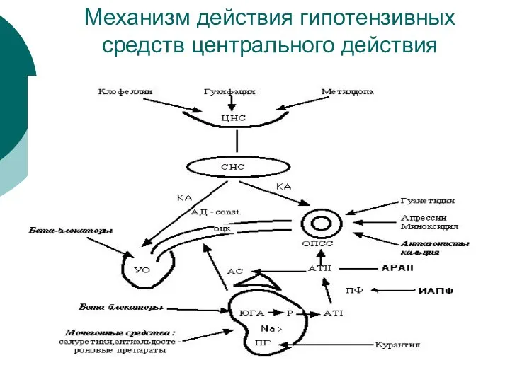 Механизм действия гипотензивных средств центрального действия