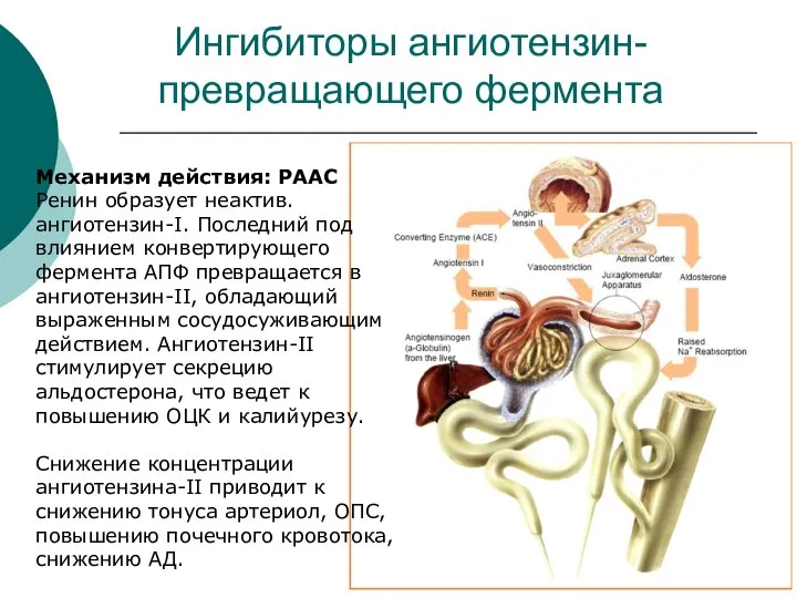 Ингибиторы ангиотензин-превращающего фермента Механизм действия: РААС Ренин образует неактив. ангиотензин-I. Последний