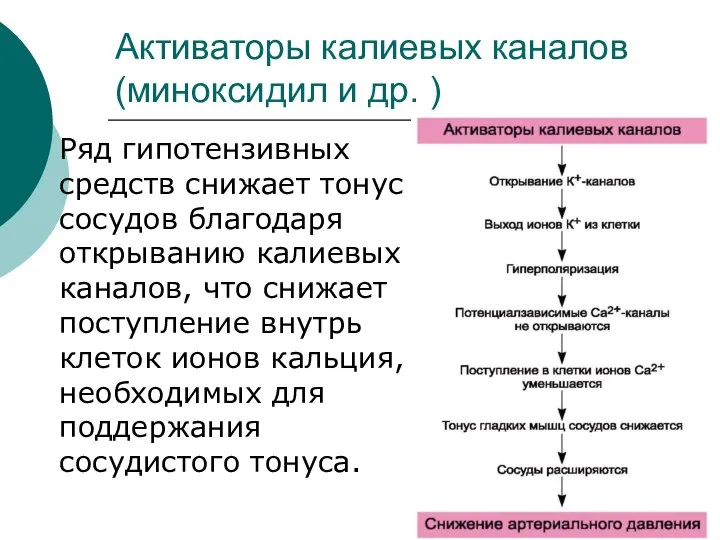 Активаторы калиевых каналов (миноксидил и др. ) Ряд гипотензивных средств снижает