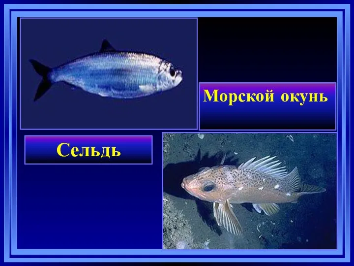 Сельдь Морской окунь