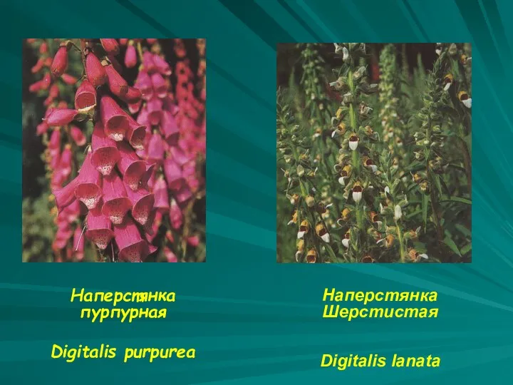 Наперстянка пурпурная Digitalis purpurea Наперстянка Шерстистая Digitalis lanata