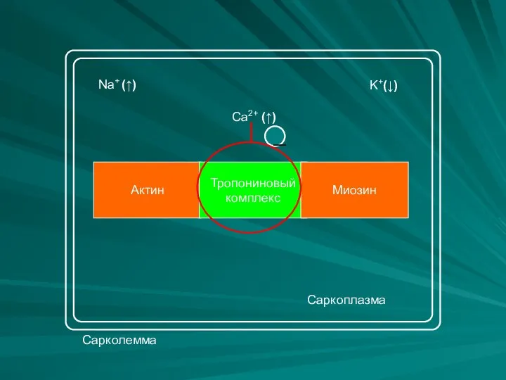 Na+ (↑) K+(↓) Актин Тропониновый комплекс Миозин Сарколемма Саркоплазма