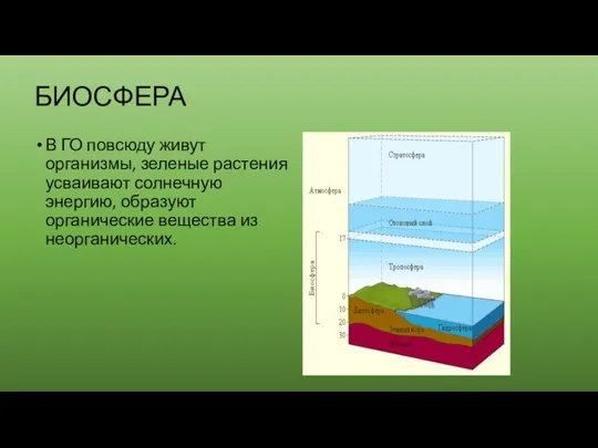 БИОСФЕРА В ГО повсюду живут организмы, зеленые растения усваивают солнечную энергию, образуют органические вещества из неорганических.