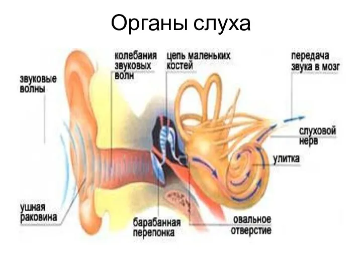 Органы слуха