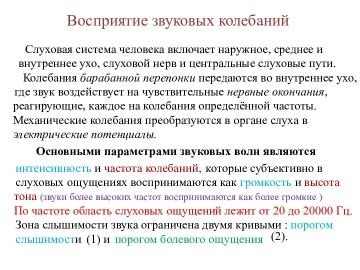 Слуховая система человека включает наружное, среднее и внутреннее ухо, слуховой нерв