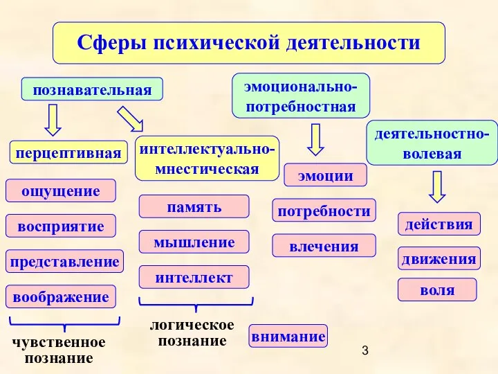 Сферы психической деятельности деятельностно-волевая познавательная эмоционально-потребностная внимание ощущение восприятие представление память