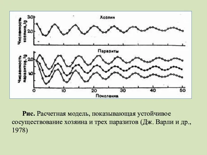 Рис. Расчетная модель, показывающая устойчивое сосуществование хозяина и трех паразитов (Дж. Варли и др., 1978)