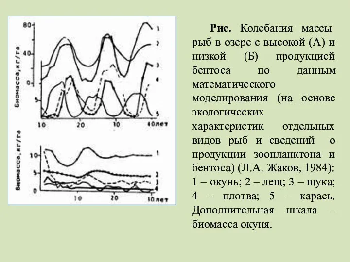 Рис. Колебания массы рыб в озере с высокой (А) и низкой