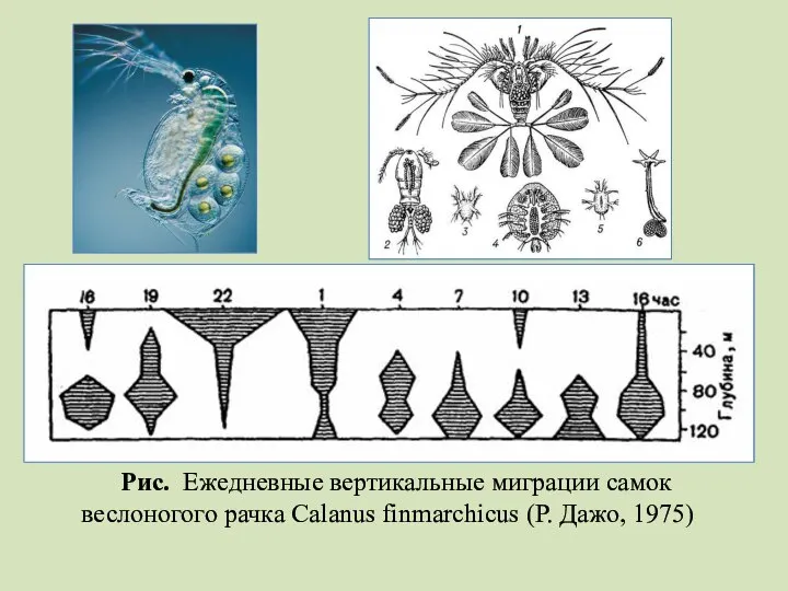 Рис. Ежедневные вертикальные миграции самок веслоногого рачка Calanus finmarchicus (Р. Дажо, 1975)