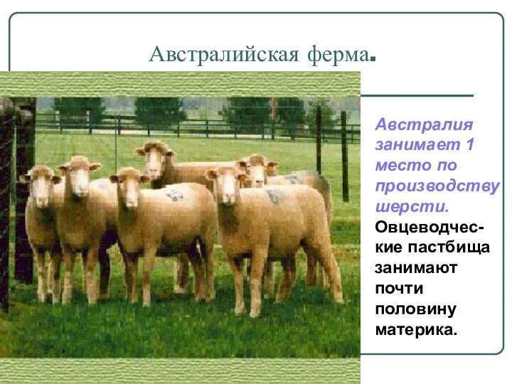 Австралийская ферма. Австралия занимает 1 место по производству шерсти. Овцеводчес-кие пастбища занимают почти половину материка.