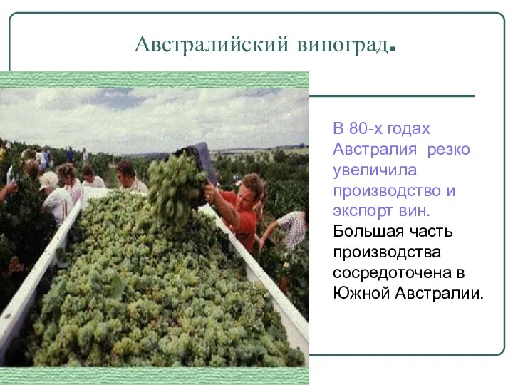 Австралийский виноград. В 80-х годах Австралия резко увеличила производство и экспорт