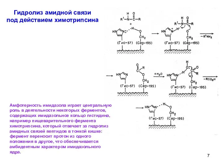 Гидролиз амидной связи под действием химотрипсина Амфотерность имидазола играет центральную роль