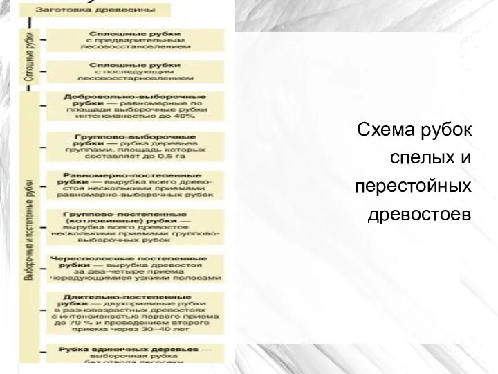 Схема рубок спелых и перестойных древостоев