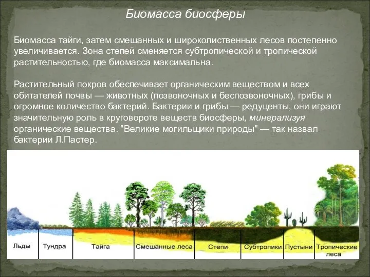 Биомасса биосферы Биомасса тайги, затем смешанных и широколиственных лесов постепенно увеличивается.