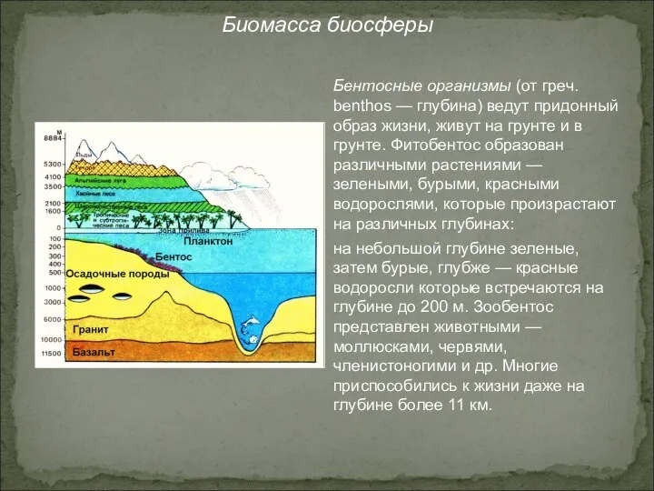 Биомасса биосферы Бентосные организмы (от греч. benthos — глубина) ведут придонный