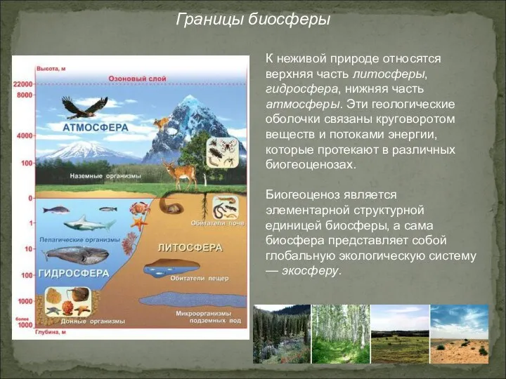 Границы биосферы К неживой природе относятся верхняя часть литосферы, гидросфера, нижняя