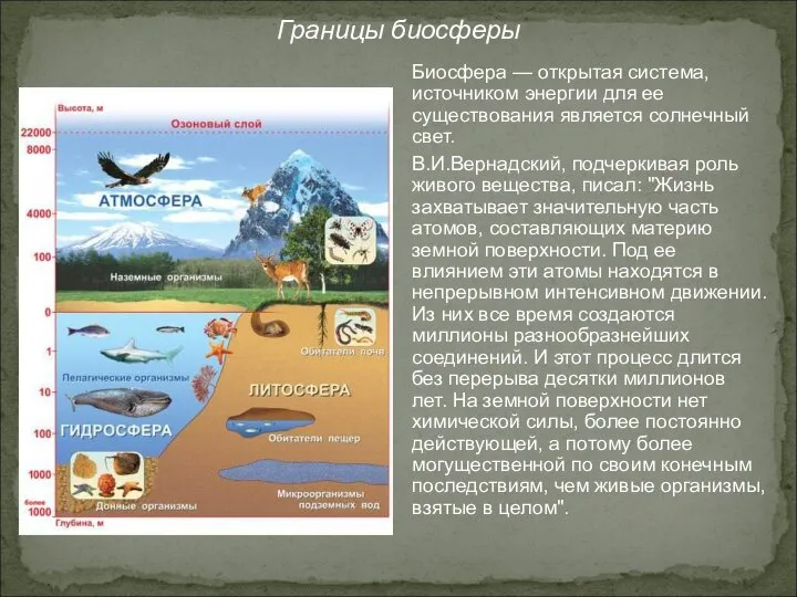 Границы биосферы Биосфера — открытая система, источником энергии для ее существования