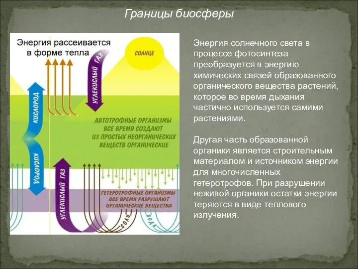 Границы биосферы Энергия солнечного света в процессе фотосинтеза преобразуется в энергию