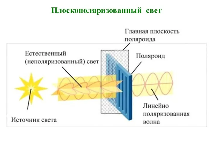 Плоскополяризованный свет