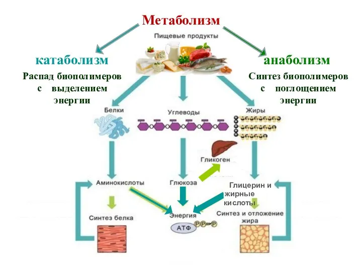 Метаболизм