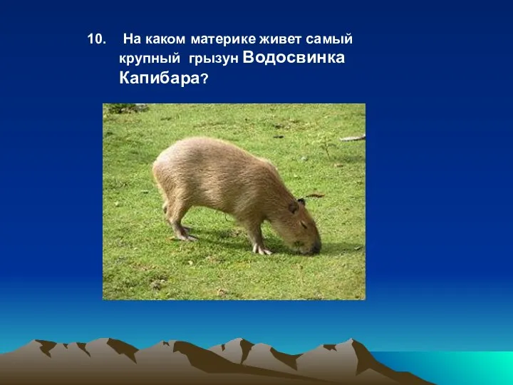 На каком материке живет самый крупный грызун Водосвинка Капибара?