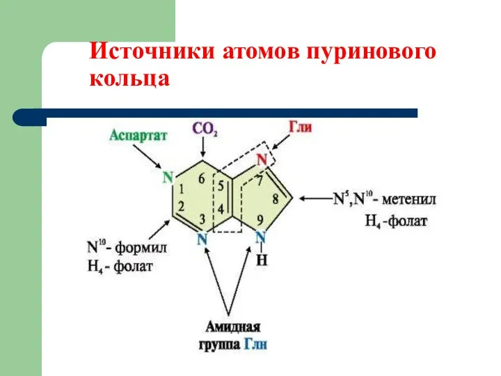 Источники атомов пуринового кольца