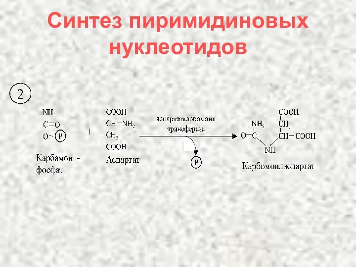 Синтез пиримидиновых нуклеотидов