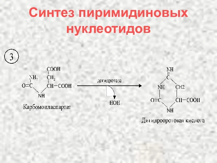 Синтез пиримидиновых нуклеотидов