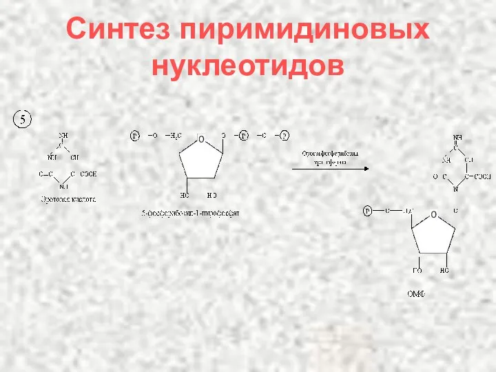 Синтез пиримидиновых нуклеотидов