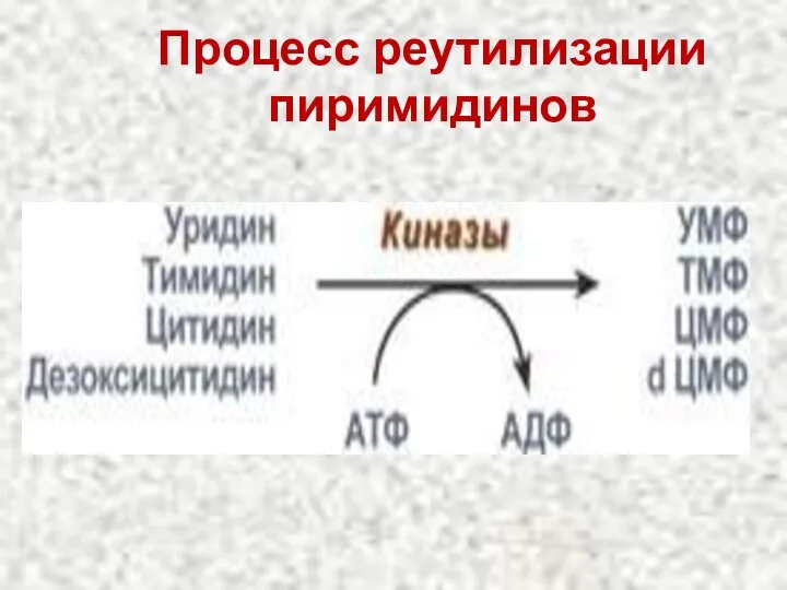 Процесс реутилизации пиримидинов