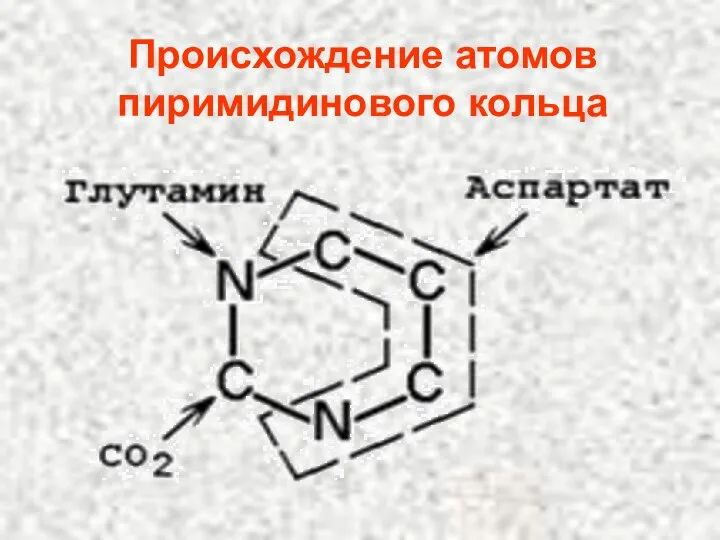 Происхождение атомов пиримидинового кольца