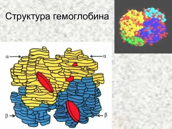 Структура гемоглобина