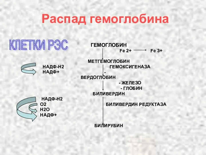 Распад гемоглобина ГЕМОГЛОБИН Fe 2+ Fe 3+ МЕТГЕМОГЛОБИН НАДФ-Н2 ГЕМОКСИГЕНАЗА НАДФ+