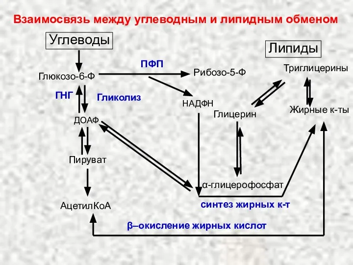 Взаимосвязь между углеводным и липидным обменом Углеводы Глюкозо-6-Ф ГНГ ДОАФ Пируват