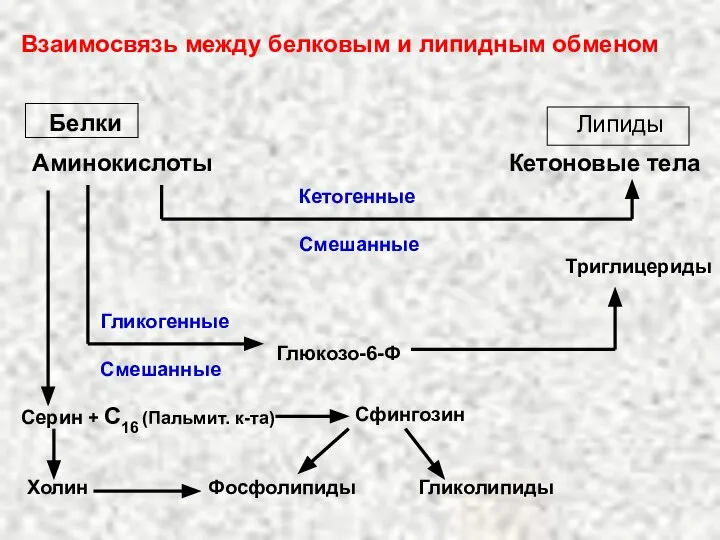 Взаимосвязь между белковым и липидным обменом Белки Аминокислоты Кетогенные Смешанные Липиды