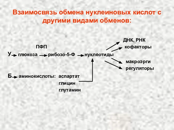 Взаимосвязь обмена нуклеиновых кислот с другими видами обменов: ДНК, РНК ПФП