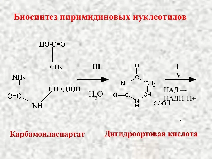 III -H2O IV НАД+ НАДН Н+ Карбамоиласпартат Дигидроортовая кислота - Биосинтез пиримидиновых нуклеотидов