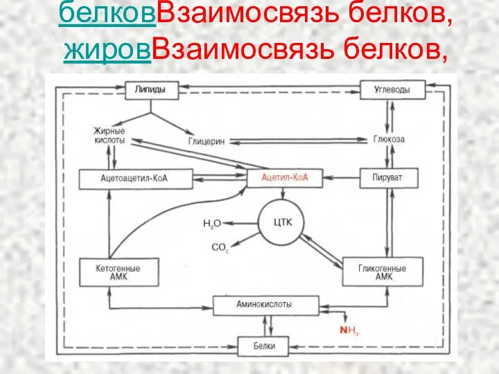 Взаимосвязь белковВзаимосвязь белков, жировВзаимосвязь белков, жиров и углеводов