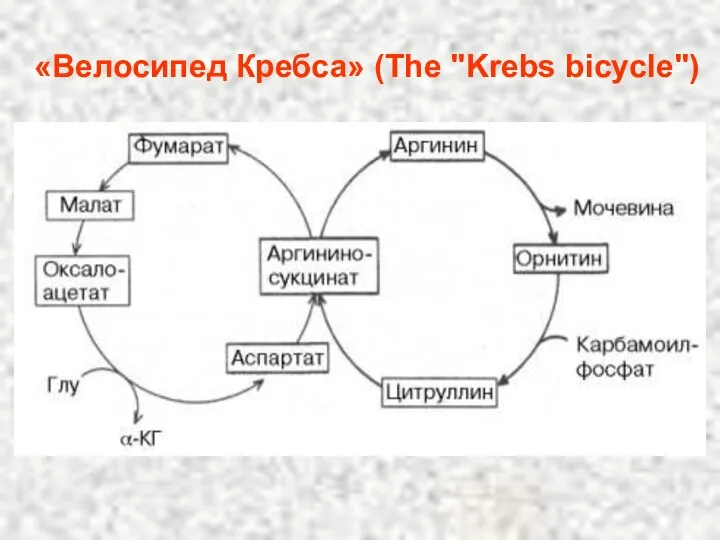 «Велосипед Кребса» (The "Krebs bicycle")