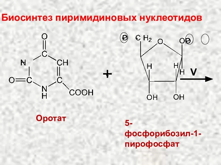 Биосинтез пиримидиновых нуклеотидов Оротат 5-фосфорибозил-1-пирофосфат с V