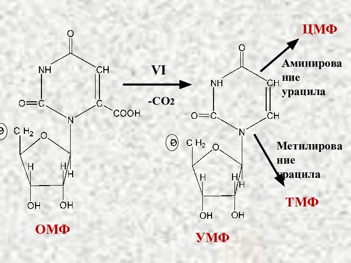 VI -CO2 ЦМФ ТМФ Метилирование урацила Аминирование урацила ОМФ УМФ