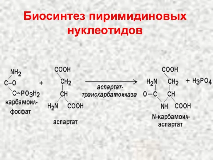 Биосинтез пиримидиновых нуклеотидов