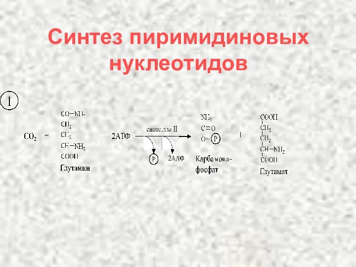 Синтез пиримидиновых нуклеотидов