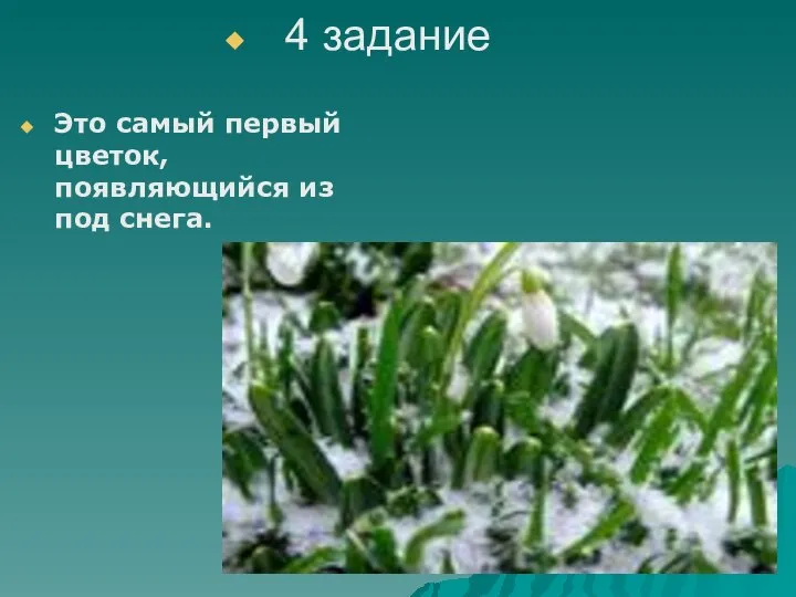 Это самый первый цветок, появляющийся из под снега. 4 задание